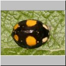 Harmonia axyridis - Asiatischer Marienkaefer 55c.jpg